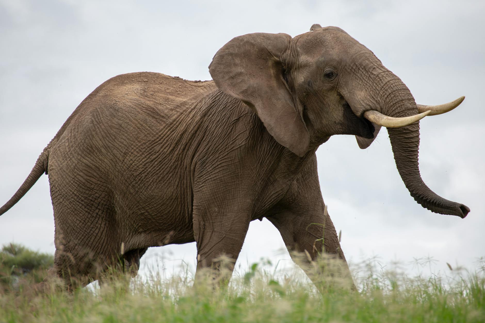 Majestic African elephant strolling through the grasslands of Tanzania, showcasing its natural beauty in a wildlife setting.
