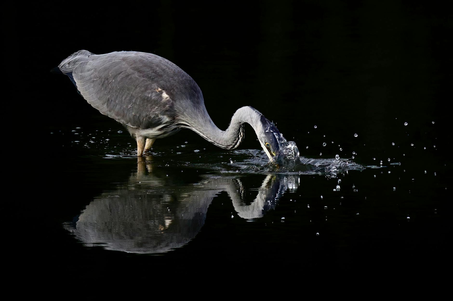 A grey heron captures prey in serene twilight, reflecting on still water.